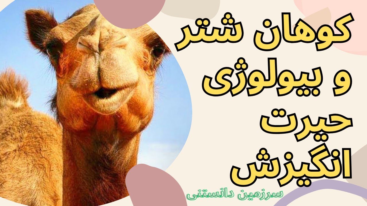 رازهایی از شُتر که هیچکس بهت نگفته ! 🐫