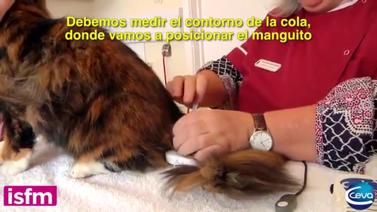 Presión arterial en el gato - Utilización del Doppler en la cola