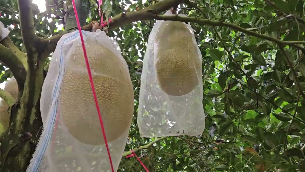 Phòng Ngừa Thối Mầu, Thối Cuốn Trên Mít Indo Vào Giai Đoạn Thu Hoạch