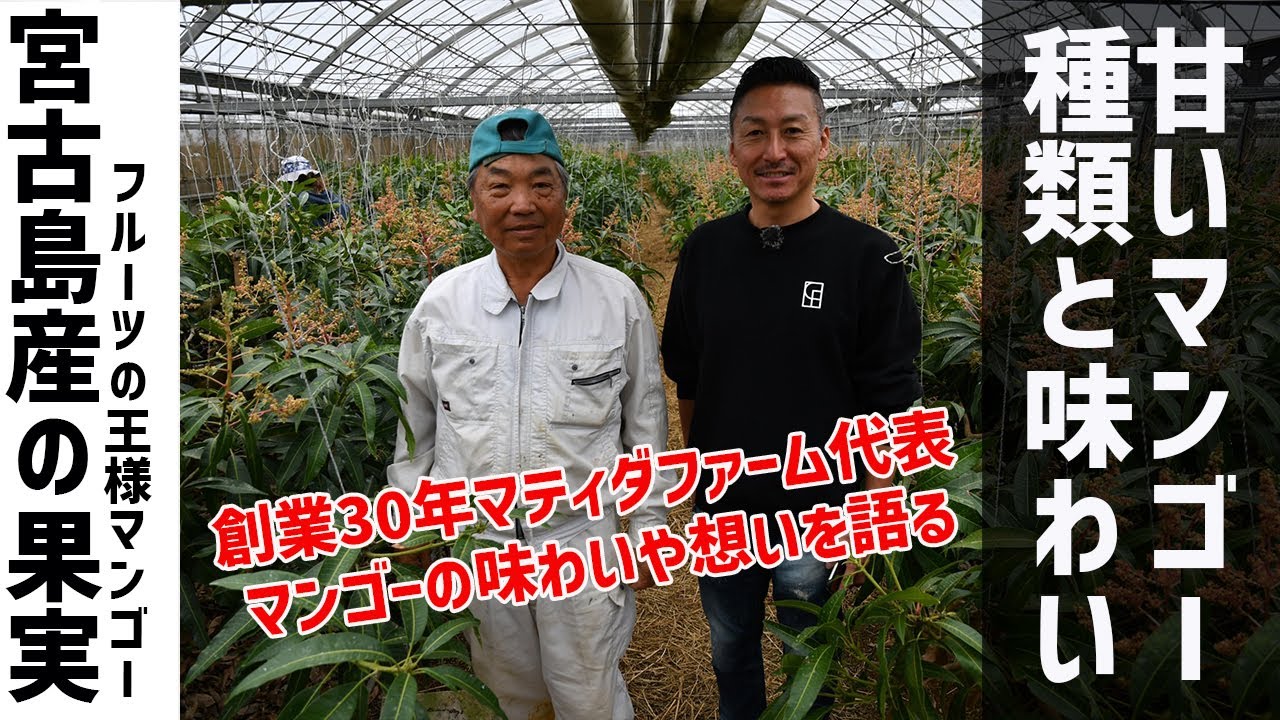 マンゴー生産30年！マティダファーム代表にこだわりや果実の味わいを取材