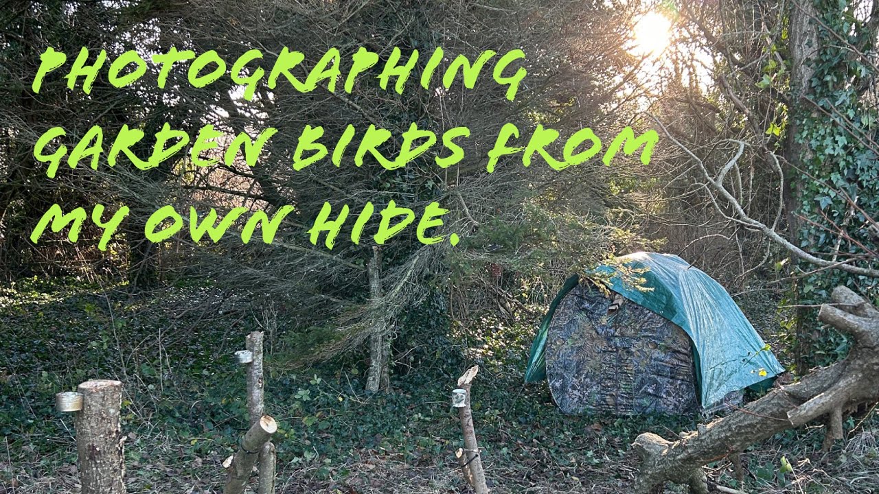 Photographing garden birds in winter from a pop up hide! #ireland #photography #wildlifephotography