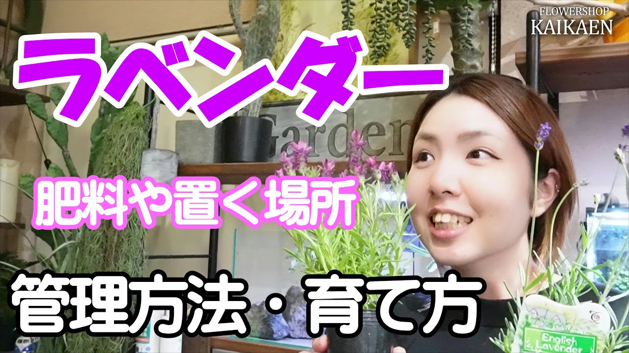 ラベンダー　管理方法　育て方　ポイント　置く場所【おうちでガーデニング】開花園チャンネル