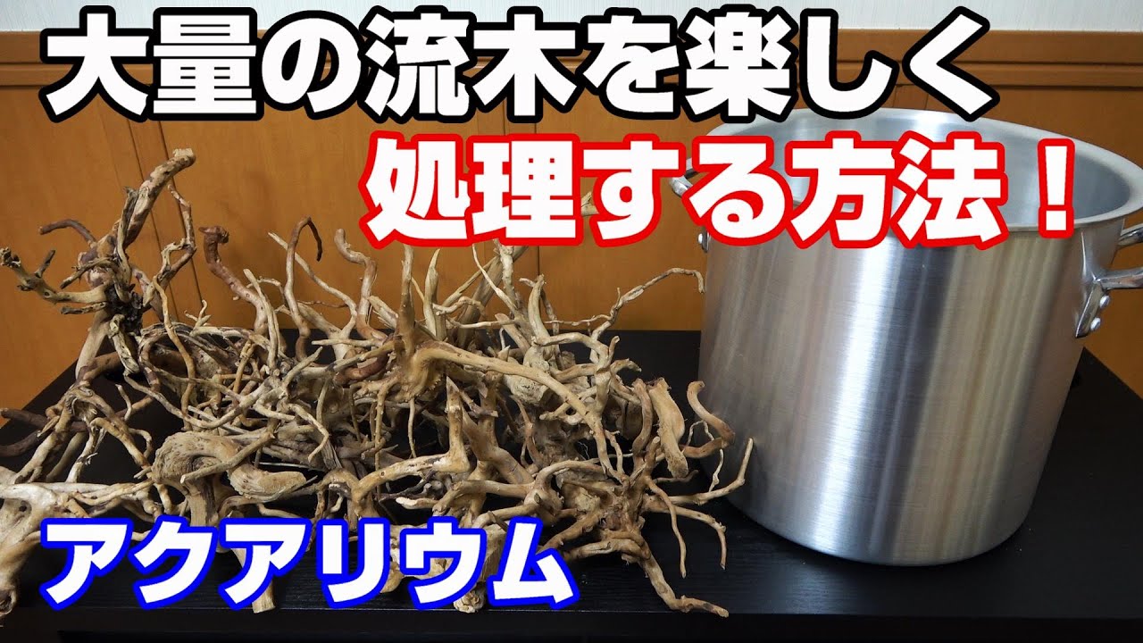 【水草水槽】流木のアク抜き処理は楽しすぎる！