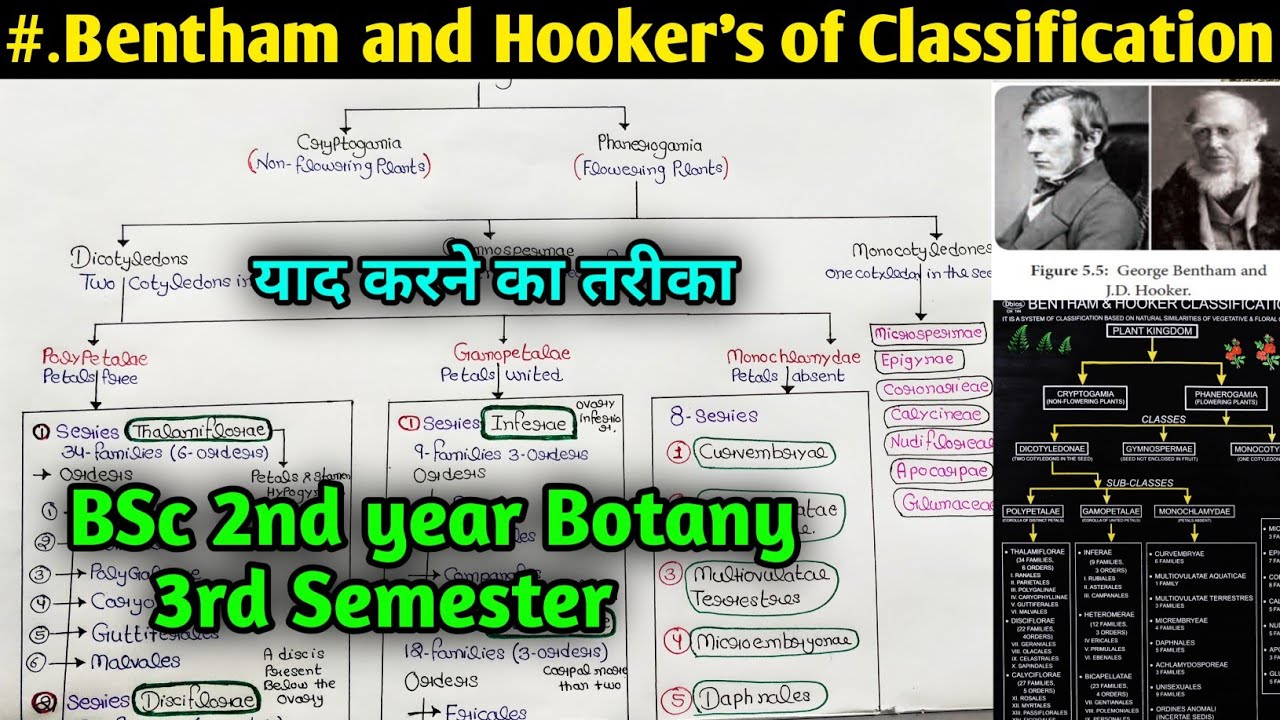 Bentham and Hookers Classification in Hindi || Short trick to Remember||BSc 2nd year Botany 3rd Sem