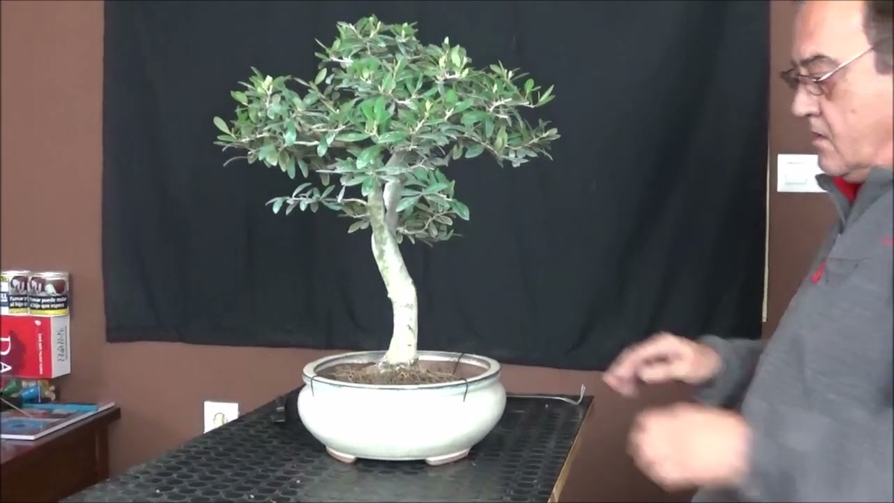Trasplante un olivo a maceta de cultivo