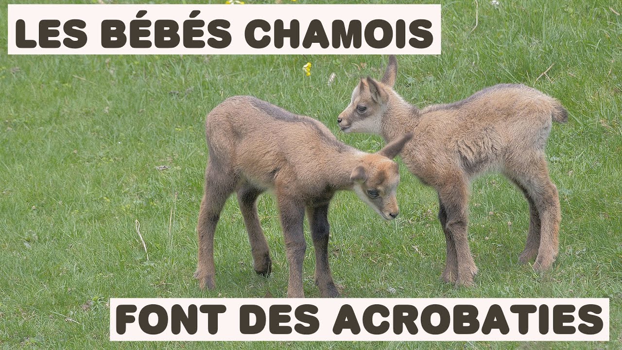 33. LES BEBES CHAMOIS FONT DES ACROBATIES (sauts, cabrioles, tétée, moments de tendresse, jeux)