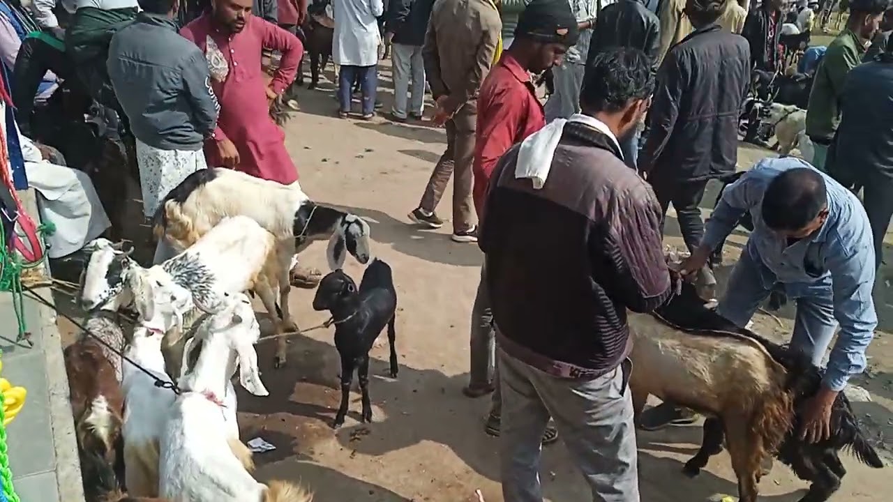 kurawer bakra mandi