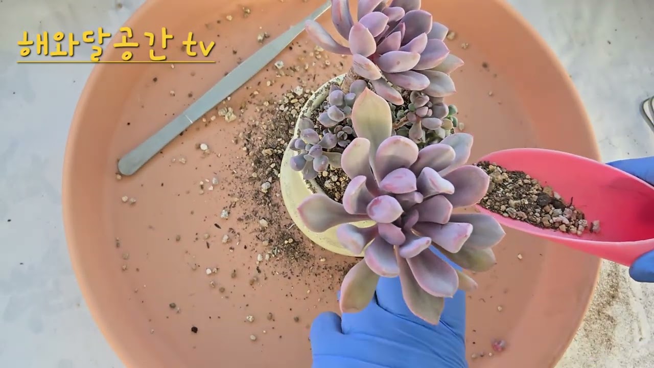 잠깐 짬내서 후다닥✨️🐰🌹🌵🩵🐦🍀