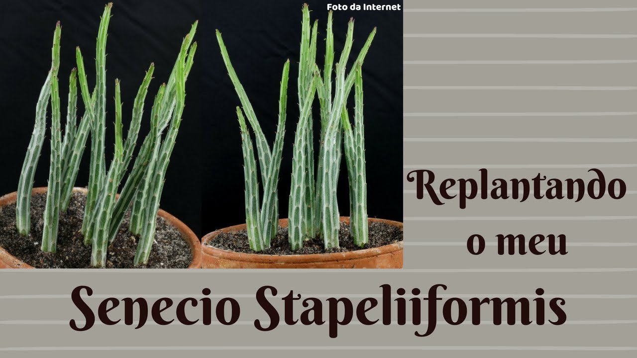 Replantando o Senecio