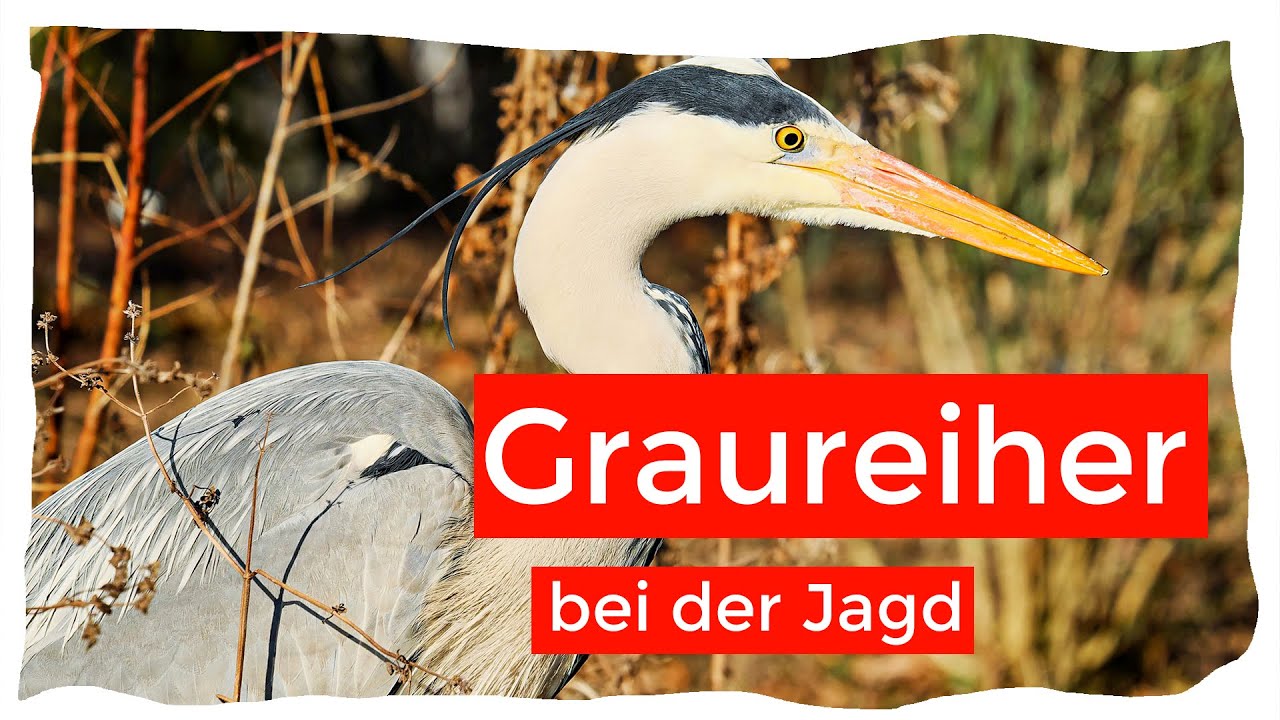 Graureiher beim Jagen - was wird er fangen?