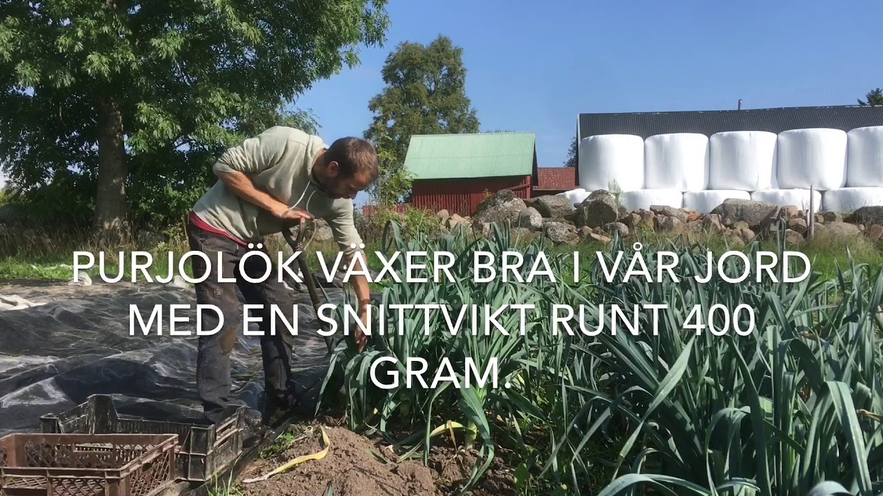 Sk&ouml;rd