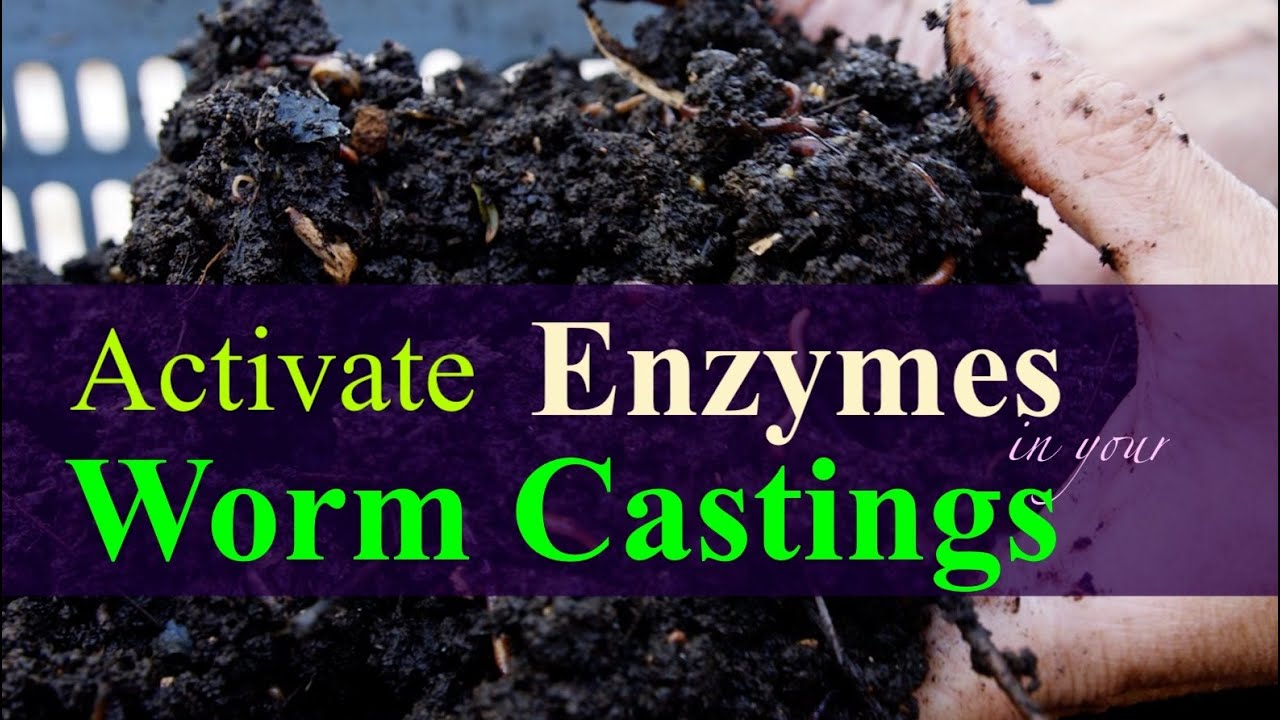 How to Store Worm Castings without losing Fertility 2024