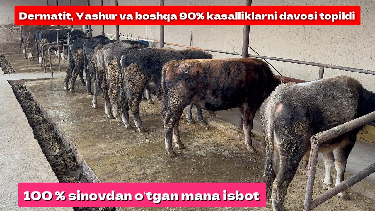 Dermatit, Yashur va boshqa 90% kasalliklarni davosi topildi