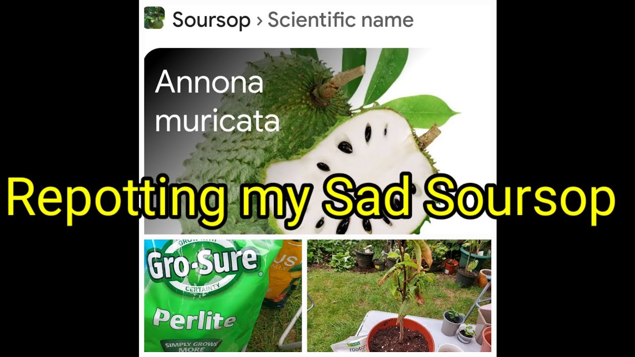 Repotting my Sad Soursop