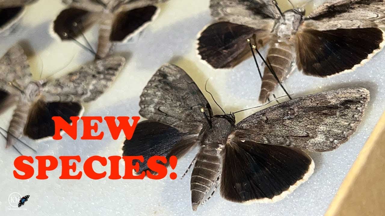 NEW SPECIES OF UNDERWING 'CATACOLA' MOTH   UNBOXING A SPECIAL GIFT