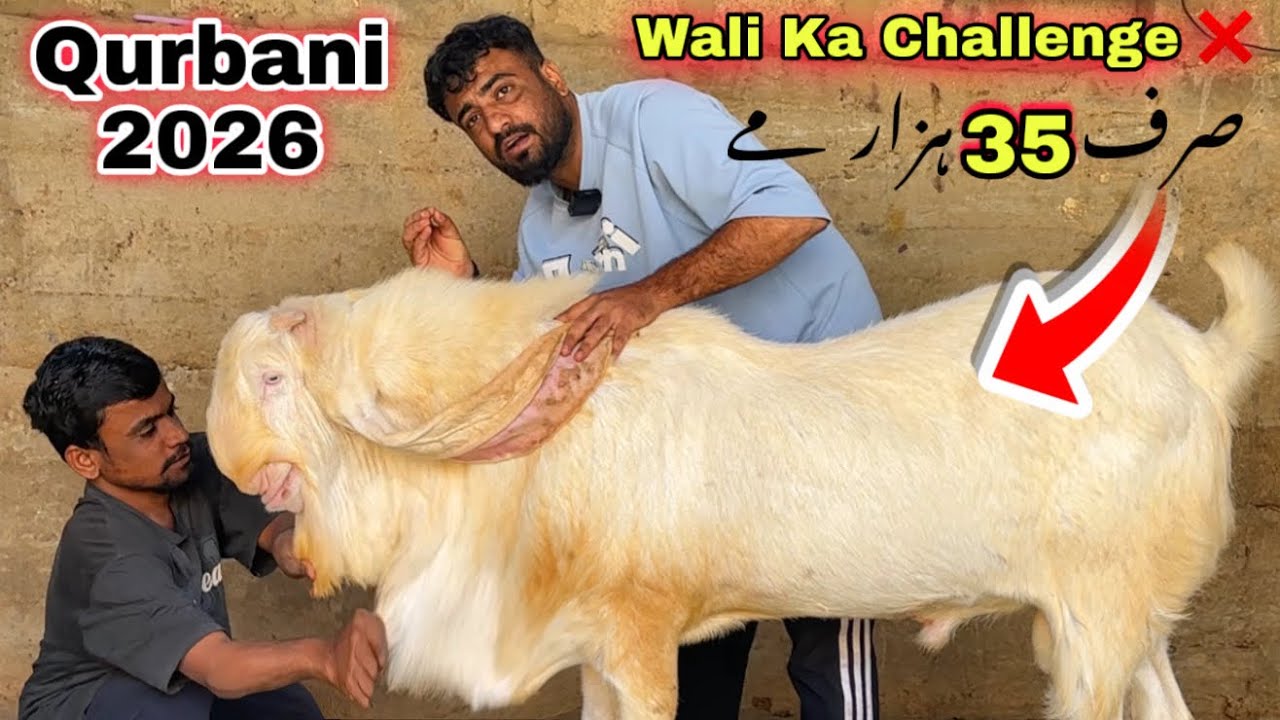 Wali Kareem Top Quality Teddy & Gulabi Qurbani 2026 Ka Bakray Le Aya 🚨 | Sasti Bakra Mandi 