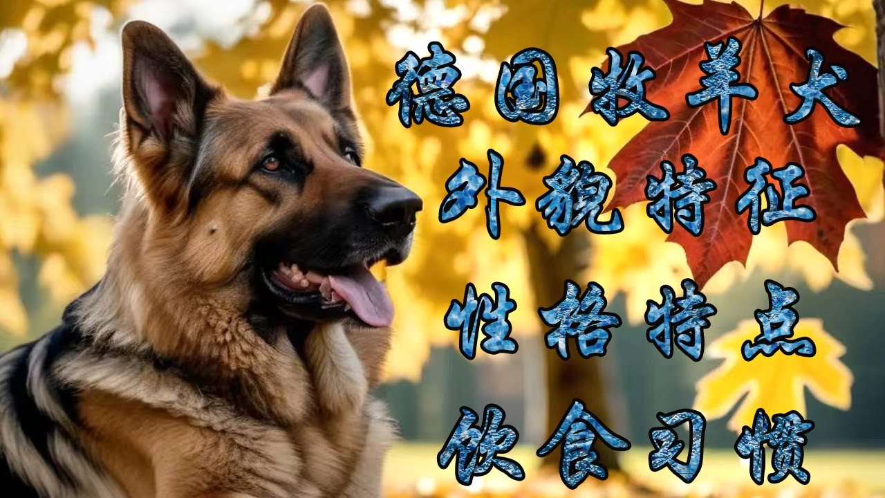 德國牧羊犬的起源，如何選擇德國牧羊犬的外貌，德國牧羊犬的性格特點，德國牧羊犬的飲食習慣，德國牧羊犬的生活習性，如果你想養一隻德國牧羊犬，那麼這篇文章一定要看。
