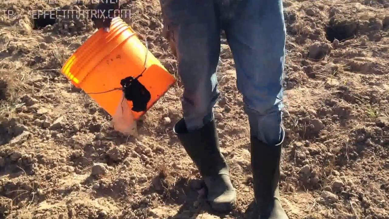 MATAYARISHO YA KILIMO CHA TIKITI MAJI (TABORA)