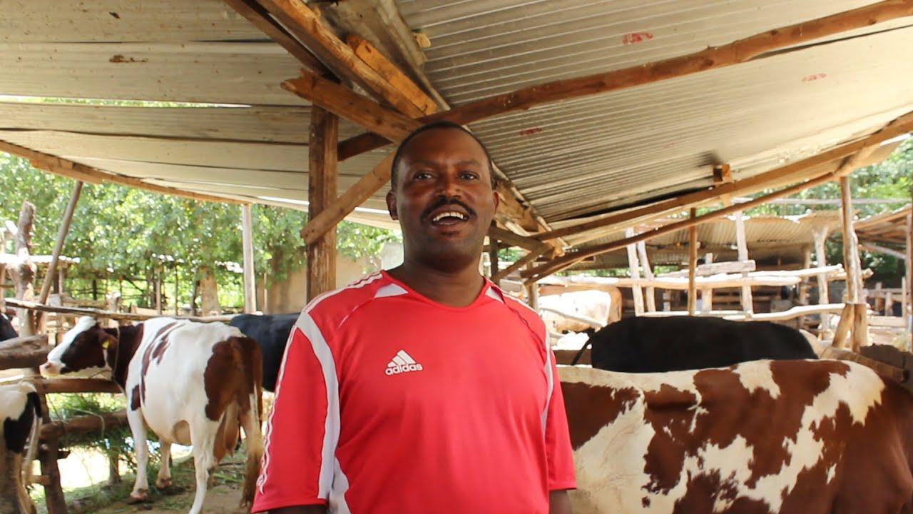 Shambani kwa 