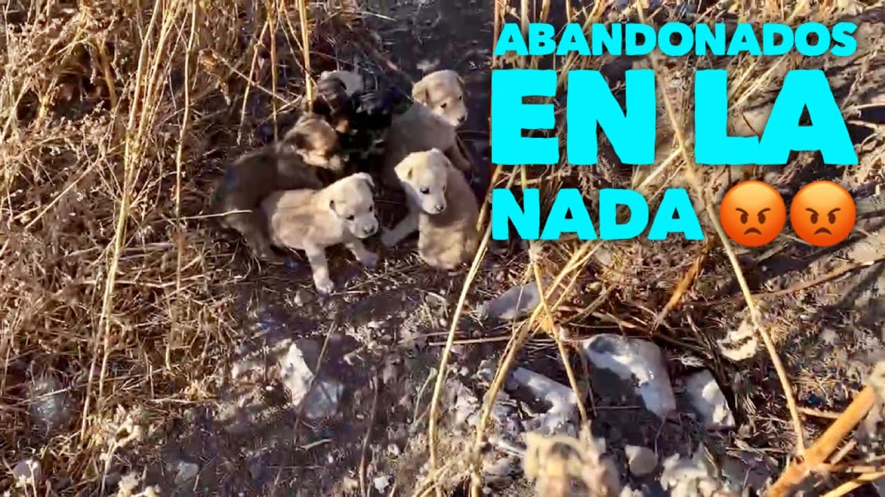 Misión Huachichil😮 No creerás lo que encontramos abandonados en la carretera!😡😡 #rescata #adopta