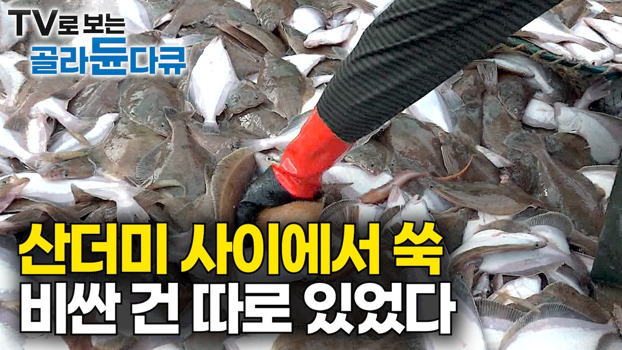 &ldquo;횟집에서는 부르는 게 값&rdquo; 500당 한 마리 꼴 이게 다 얼마야｜갑판 터질 듯 대박 바다에 띄운 마지막 승부수｜끝날 줄 모르고 줄줄줄｜만선 가자미 잡이｜바닷가 사람들｜#골라듄다큐