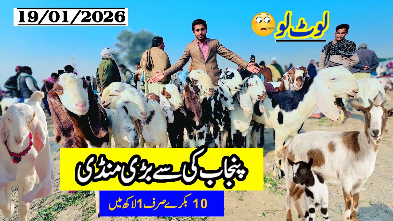 19 January 2026 Lot Lo Punjab Ki Sab Say Bari Mandi #sabirgoatfarm #sabirkhan 