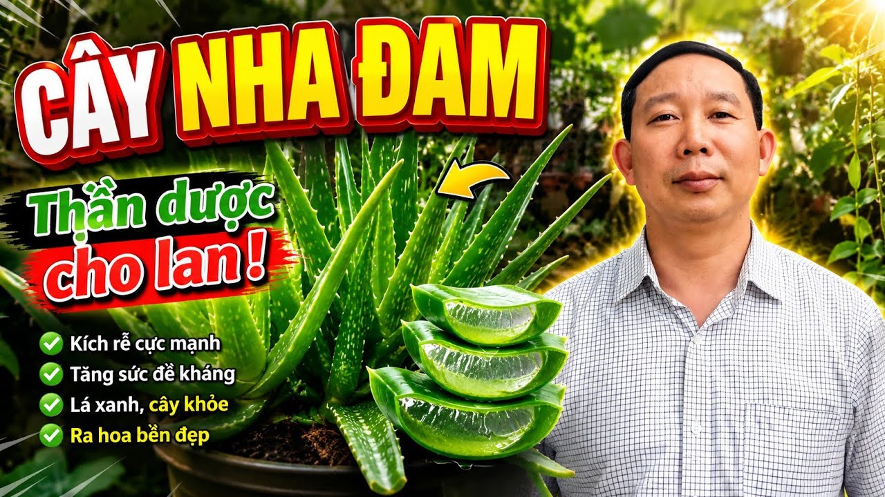 CÁCH DÙNG NHA ĐAM CHĂM SÓC  LAN NHỎ, YẾU, MỚI TRỒNG.