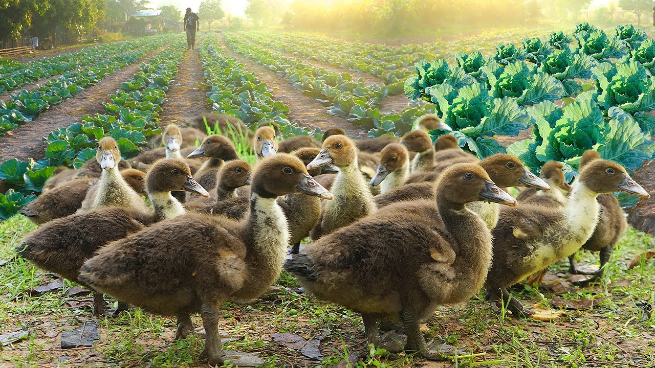 Village Farming Life | Raising Muscovy Ducks & Growing Organic Vegetables