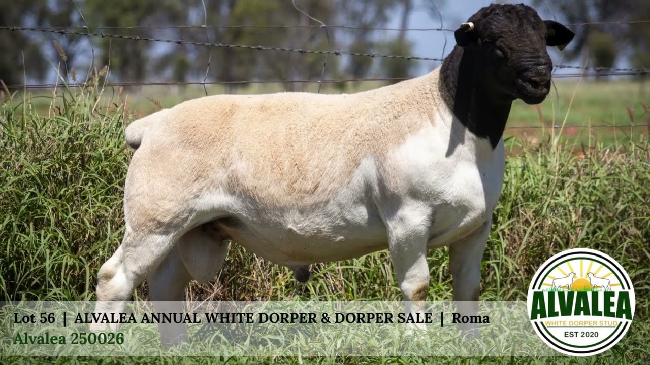 Lot 56 - Alvalea 250026 - Alvalea White Dorper & Dorper Sale - 13th March 2026 - Roma Qld