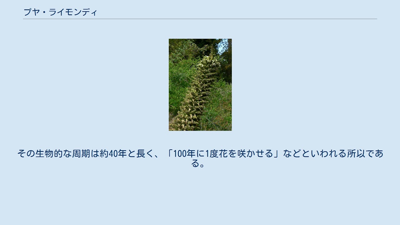 プヤ・ライモンディ
