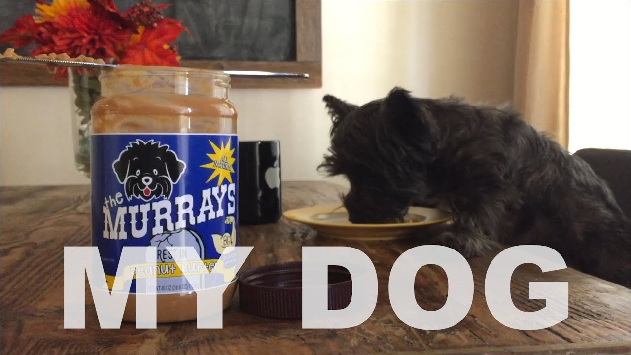 The Murrays | My Dog (MUSIC VIDEO)