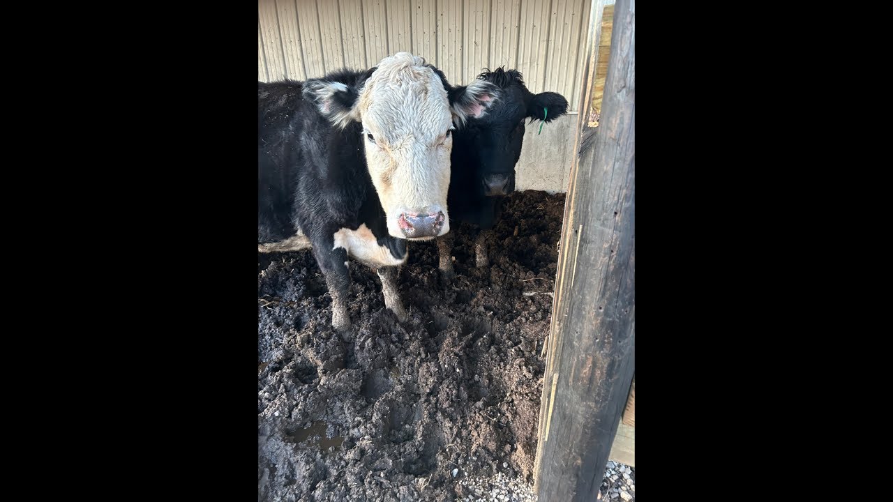 Calf coming Very Soon!!