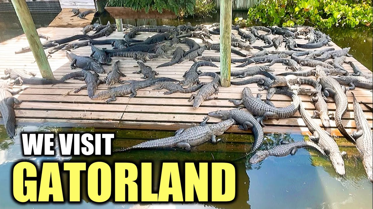 An Incredible Day At Gatorland Orlando | Florida’s  Best Roadside Attraction | First Visit
