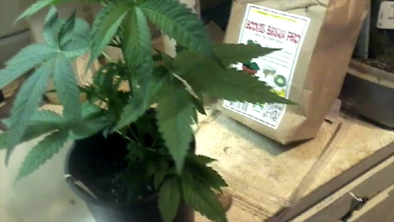 TheSocialGrow CannaVenture TennesseePurpleKush