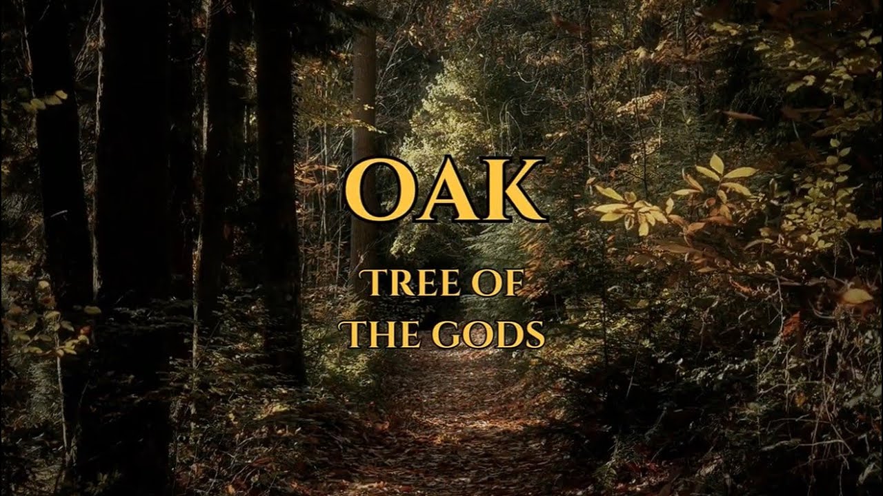Green Magic: Sacred Trees - Oak | Lore, Magic, Facts, and Folk Medicine