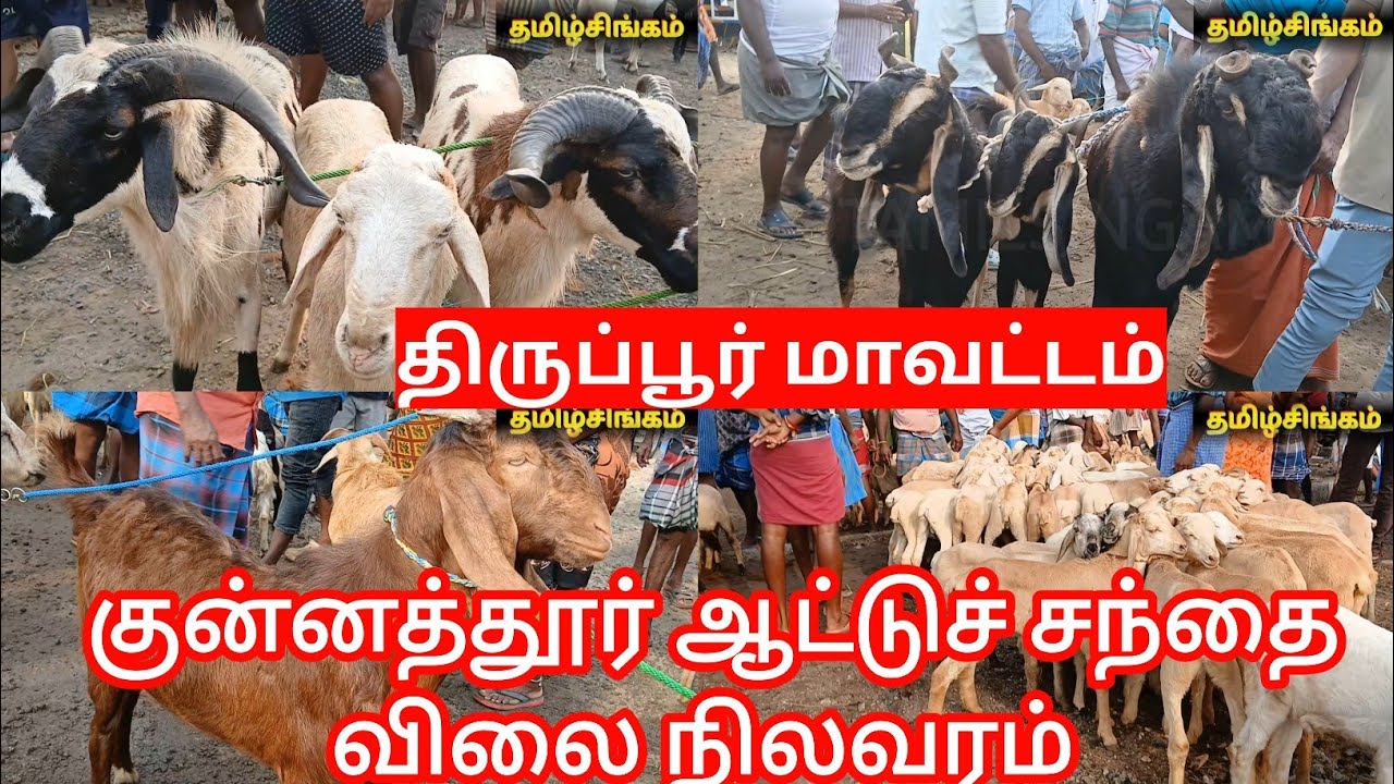 புரட்டாசி மாதத்தில் விற்பனை மிகவும்  மந்தம் |குன்னத்தூர் ஆட்டுசந்தை|tirupur #tamilsingam #goat 