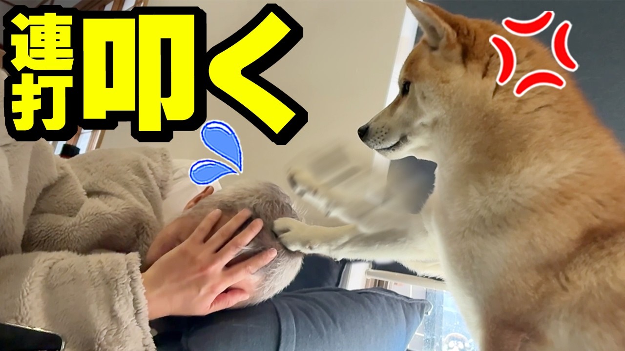 娘への対応と真逆にパパを何度もぶっ叩く柴犬が恐怖すぎた