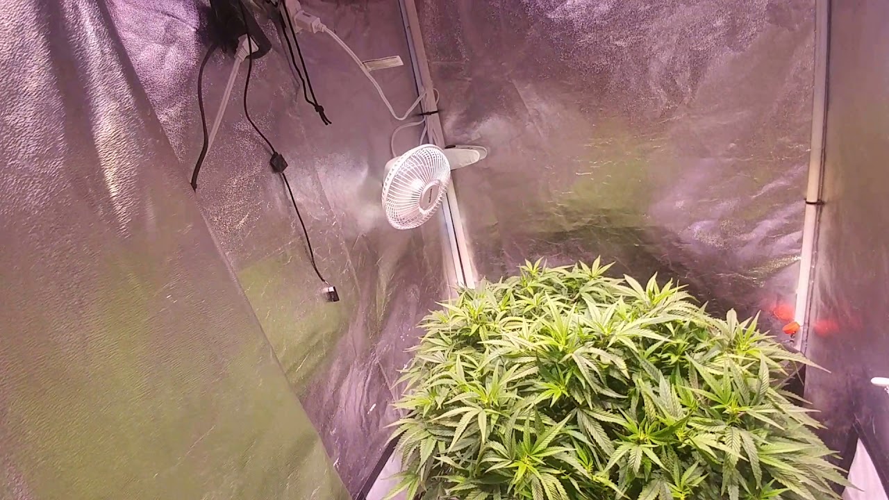 Garden Update: Day 29 Flower!! We Have Seed Pods!! BORA!