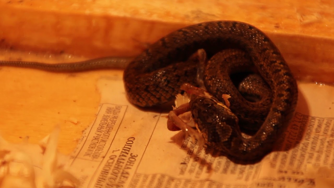 Steppes Rat Snake hatchlings