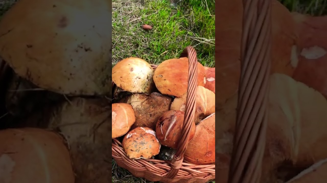 Pln&yacute; ko&scaron; křemen&aacute;čů! Houby 2022, Grzyby2022 #houby #grzyby #nature #mushrooms #boletus #funghi #pilze
