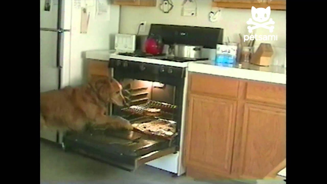 Dog bakes fresh cookies