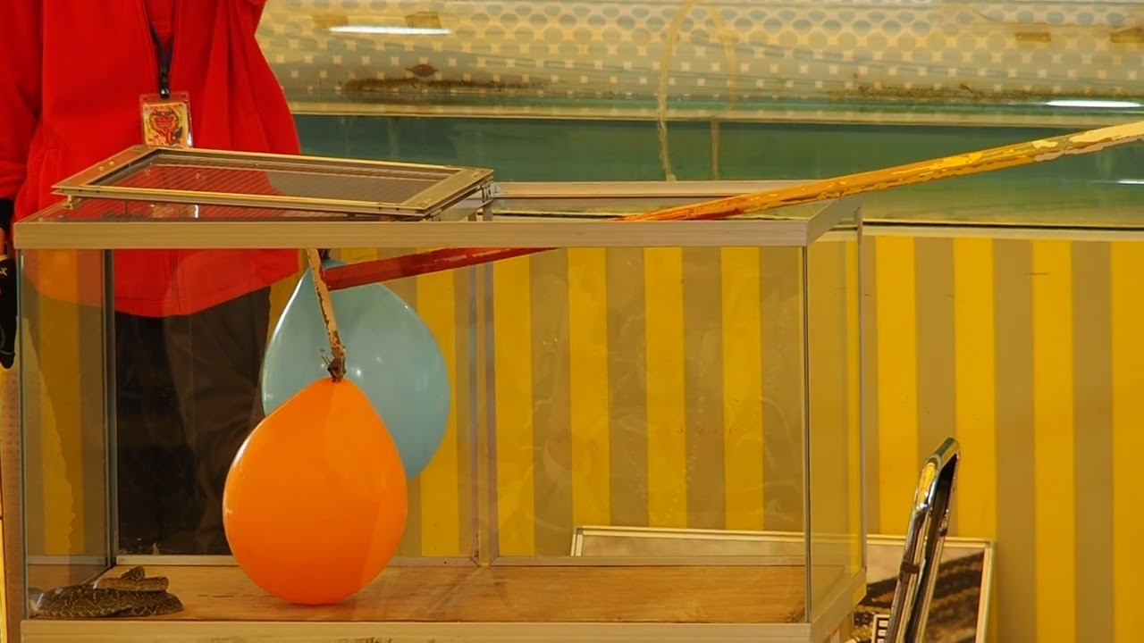 Okinawa world snake show Hot/cold balloon strike test  fail 11/Feb/2024