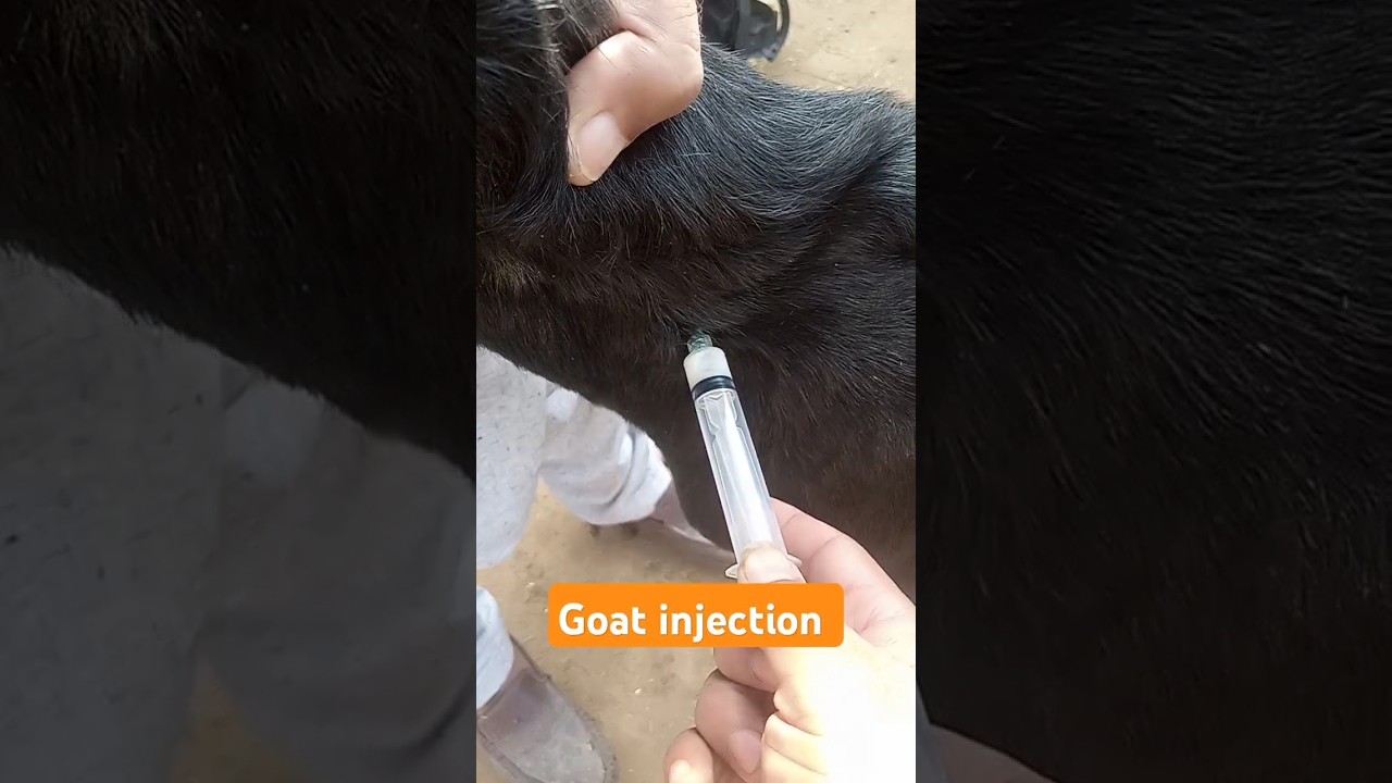 Intramuscular injection in goat| #goat health #veterinary tips #farm animals injection #animalhealth