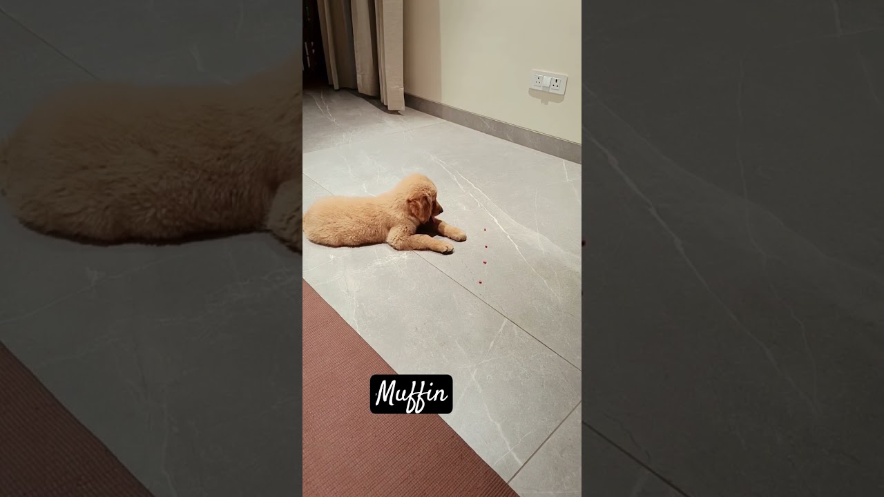 Basic training Golden Retriever