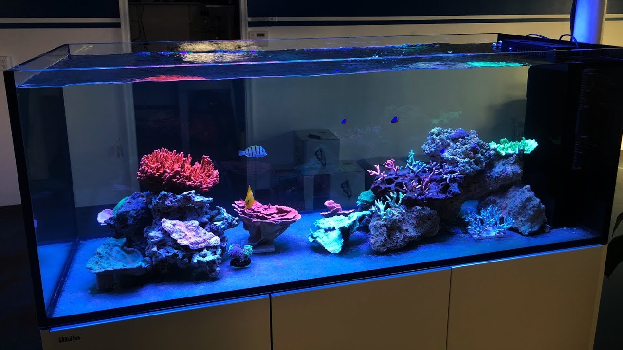 Vlog 24: Live Corals in The Red Sea Peninsula