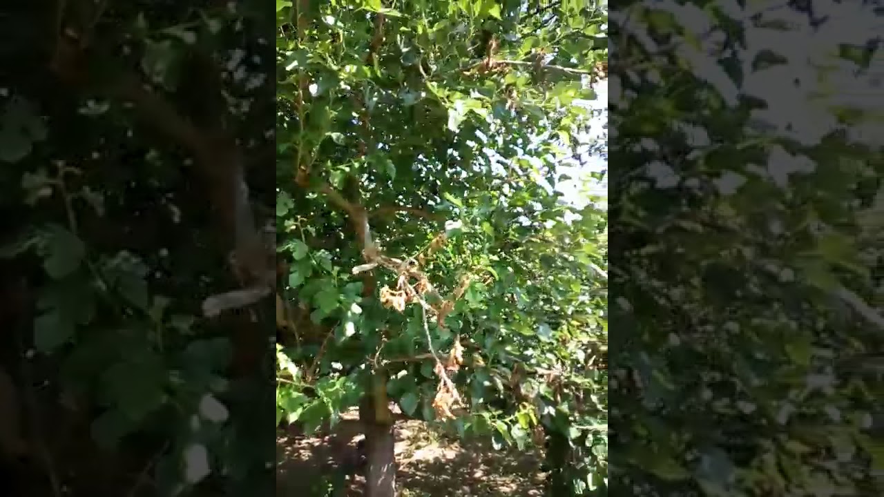 Virtù medicinali foglie di gelso