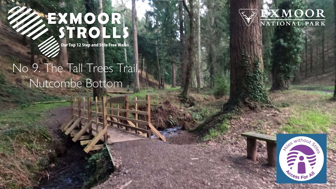 The Tall Trees Trail, Nutcombe Bottom, Dunster - Exmoor Strolls 9