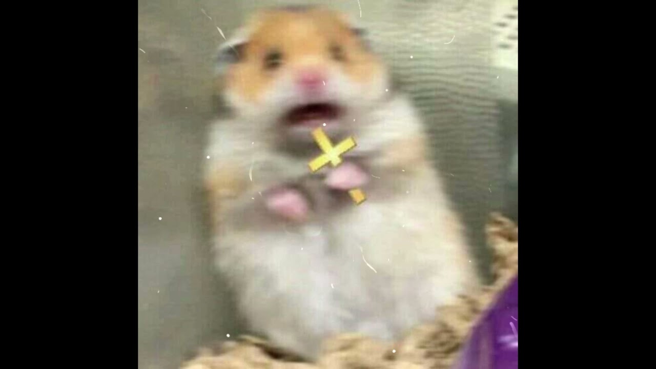 Sorry, I Ate Your Hamster - Made By AI
