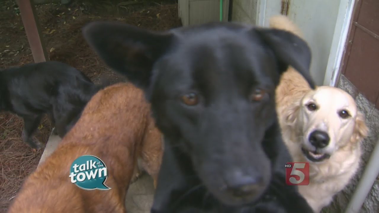Old Friends Senior Dog Sanctuary