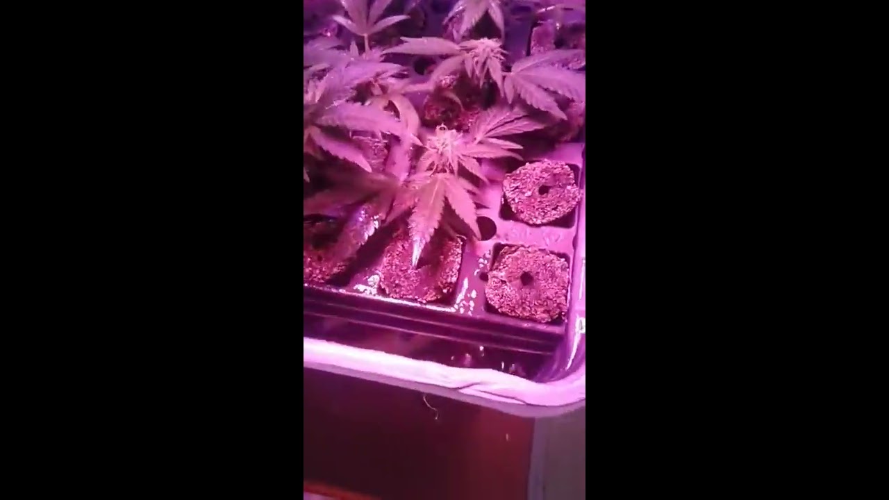 $60 Homemade EZ Turbo Cloner Aeroponics Clone Machine